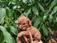 Tatlı Irk Garantili Korekan Poodle Yavrularımız