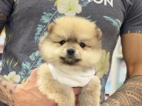 Pomeranian cinsi köpekler