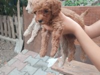RENK RENK MİNYATÜR POODLE YAVRULAR