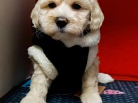 KIVIR KIVIR ORJINAL MALTİPOO BEBEKLER