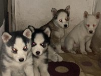 Muhteşem Sibirya Kurdu (Husky) Yavrularımız