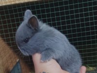 Cüce Tavşan (Netharlend Dwarf)