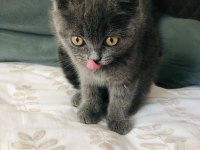 Gri british shorthair erkek 60 günlük