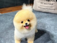 Özel Pomeranian Yavrular Sağlık Garantili