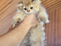 British Longhair Yavrularımız Yuvalarını Arıyor