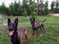 A+ Kalite Safkan Malinois Yavruları