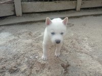 2 AYLIK HUSKY YAVRUMUZ YENİ YUVASINI BEKLİYOR