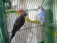 TAKASA AÇIK YUMURTALI HAZIR MUHABBET KUŞU TAKIMLAR