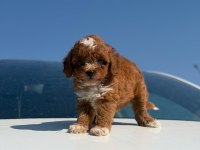 Parti Color Toy Poodle Yavrular