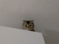 Kendi scottish straight kırık kulak kedimiz