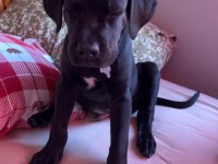 Siyah Cane Corso Erkek 3 Aylık