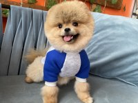 Show Kalite TEDDY bear Pomeranian Boo