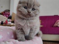 Scottish Fold Lüleburgaz Bilgi İçin Yazabilirsiniz