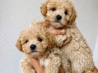 Tuvalet Eğitimli Maltipoo Yavrular