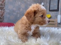 MALTİPOO YAVRULARIM HARİKA RENK ANATOMİ VE BOY