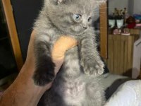British Shorthair grey