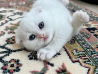 SAFKAN DUMAN BRİTİSH ERKEK