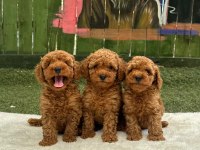 Toy Poodle Yavruları