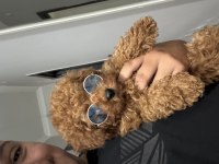 Toy Poodle Köpeği