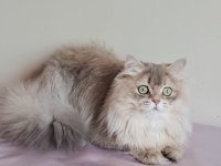 British longhair (BLH) Erkek cana yakın Uysal