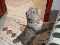 Çok Tatlı Uygun Puana Dişi Scottish Fold