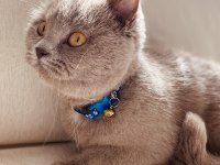 Yuva arıyoruz british shorthair