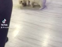 Dişi yavru Malta terrier