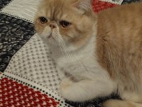 Exotic shorthair 1 yaşında