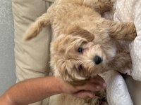 2.5 Aylık Maltipoo Dişi Yavrum Efsane Kızıl Renk