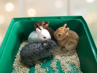 Hollanda Cüce Tavşan Beyaz Karamel Chinchilla Aguti