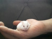 Hamster Gonzales Suriye Anaç ve yavrular