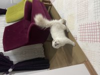 Scottish Fold 1 yaşında Dişi