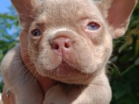 NEW SHADE İSABELLA AND TAN DİŞİ FRENCH BULLDOG YAVRUMUZ