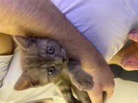 British shorthair kedimiz