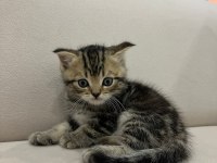 British longhair yavrularımız
