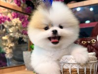 SAĞLIK VE IRK GARANTİLİ POMERANİAN KÖPEĞİ