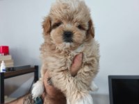Maltipoo yavruları