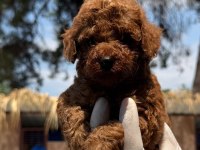 Kore poodle yavrularımız
