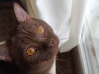 Cana yakın sevecen british shorthair ömürlük yuva