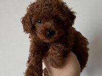 Irk garantili toy poodle