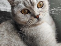 British shorthair 2 yaşında dişi
