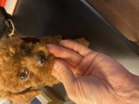 Kore kan poodle