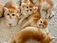 Birbirinden Güzel Golden British Shorthair Yavrularım