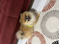 Pomeranian boo köpeği