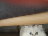 Show kalite pofuduk yakışıklı british longhair oğlumuz