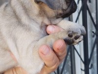 Pug Mops Bebekler