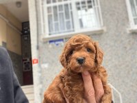 Muhteşem Toy Poodle yavrular
