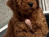Muhteşem Toy Poodle yavrular