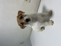 Şecereli jack russell terrier erkek