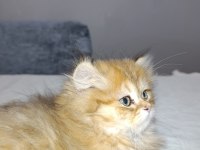 Premium Güzellikte British Longhair